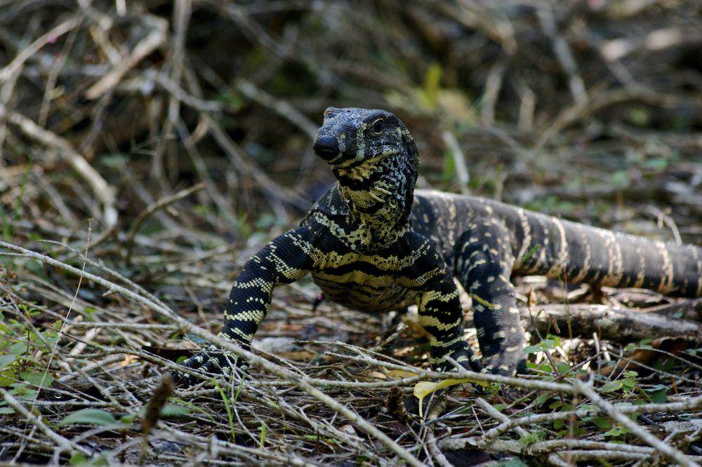 ilustrasi biawak (unsplash.com/@tunnuz)