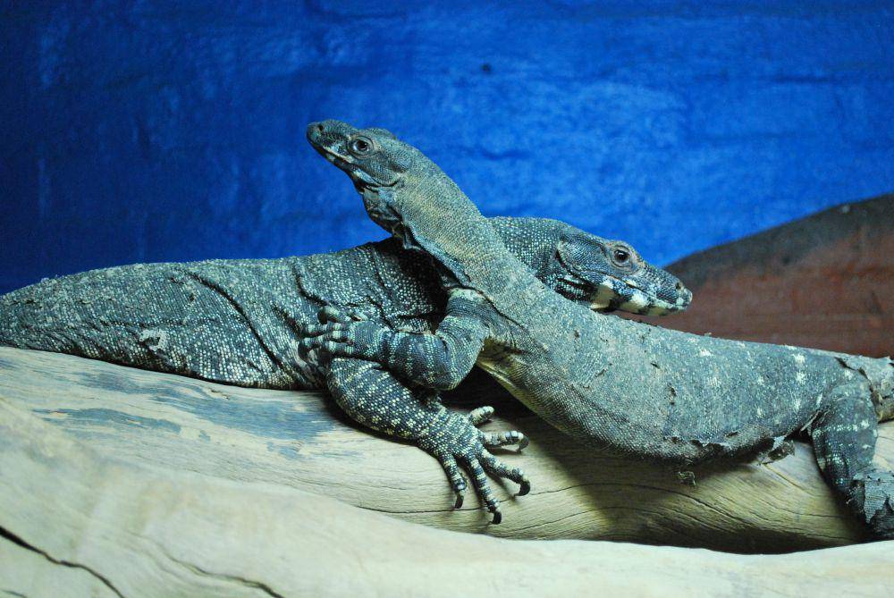 ilustrasi biawak (unsplash.com/@akshayspaceship)