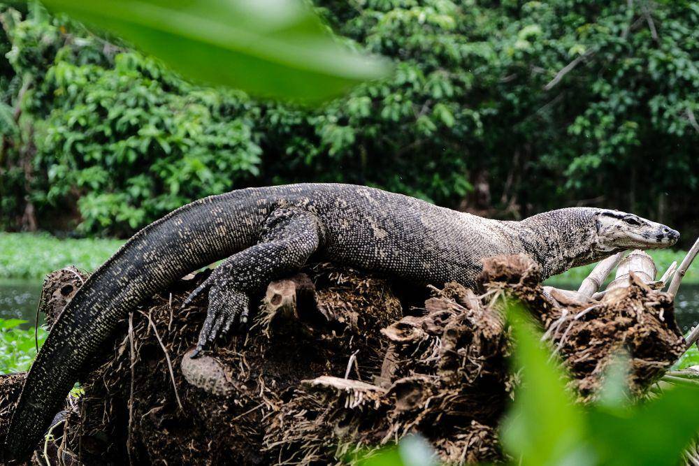 ilustrasi biawak (unsplash.com/@fatgar)