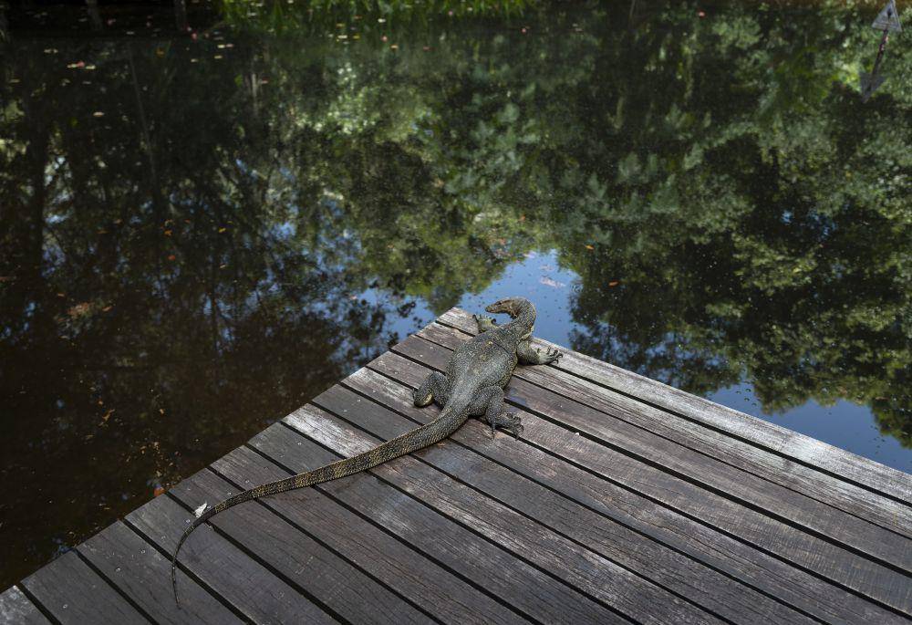 ilustrasi biawak (unsplash.com/@lightscape)