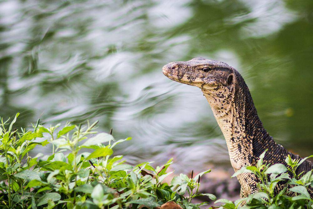 ilustrasi biawak (unsplash.com/@capturelight)