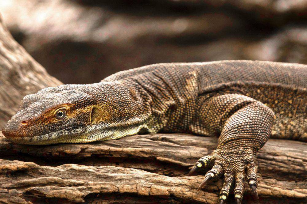 ilustrasi biawak (unsplash.com/@raewallis)
