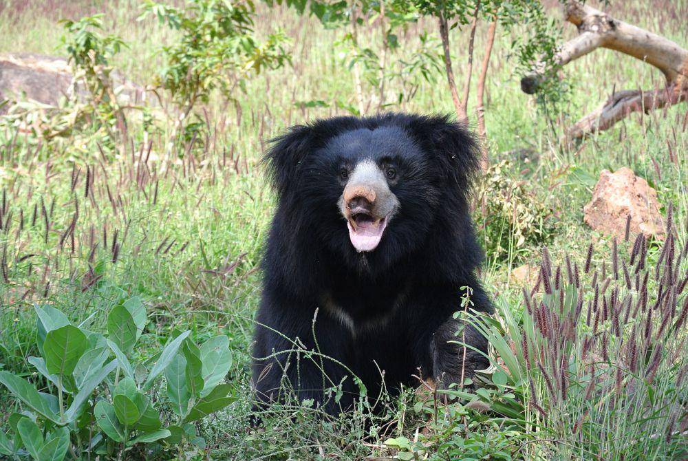 Beruang sloth (pixabay.com/Juda)