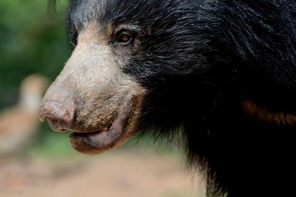 Beruang sloth (commons.m.wikimedia.org/Sagar Tanksali)