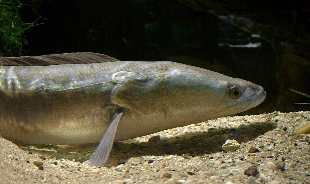 ilustrasi ikan toman dan habitatnya (commons.wikimedia.org/orang bodoh)