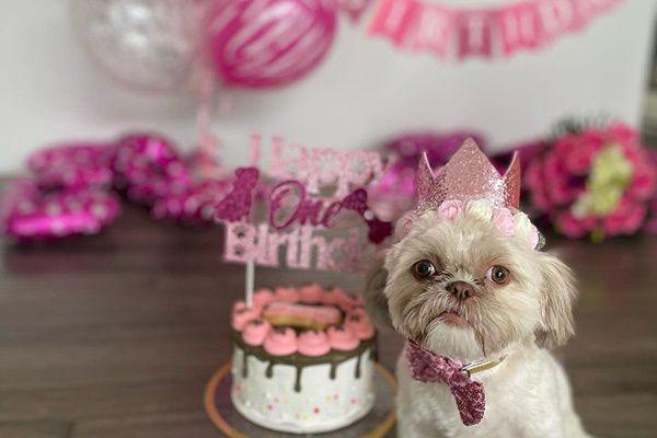 7 Potret Ulang Tahun Pertama Anjing Farah Quinn, Ada Pestanya