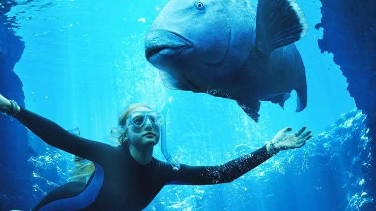 Blueback (dok. Roadshow Films/Blueback)