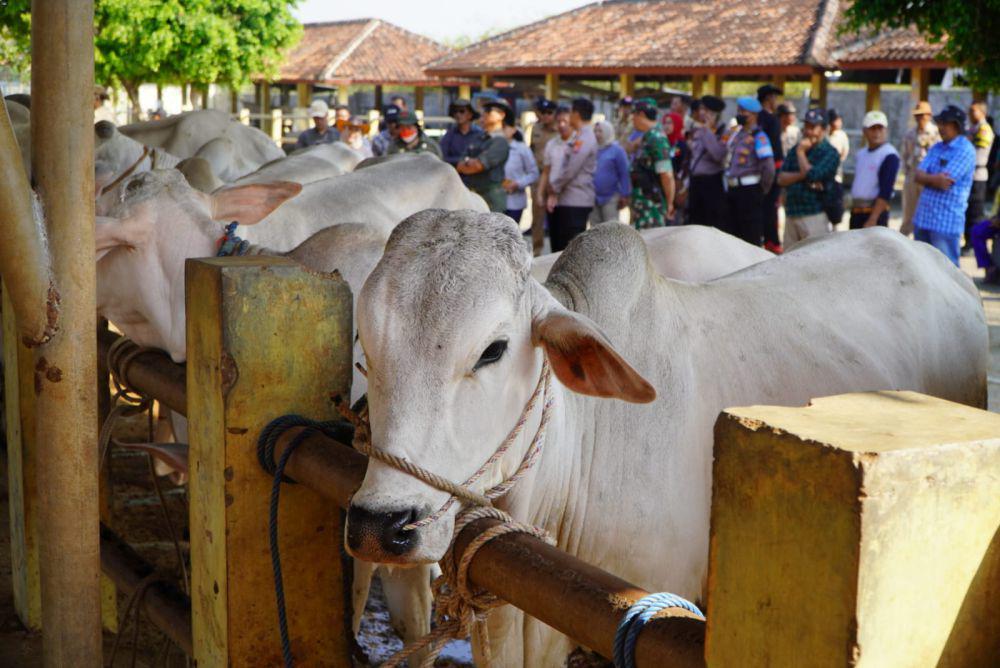 100 Ekor Sapi Peranakan PO Ikuti Kontes di Gunungkidul