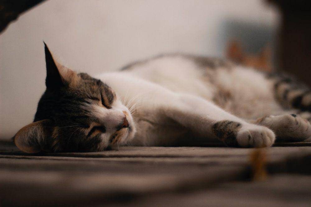 ilustrasi kucing mati (pexels.com/Elias Jara)