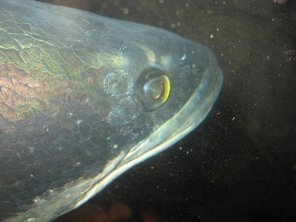 ilustrasi ikan toman (commons.wikimedia.org/Mitternacht90)