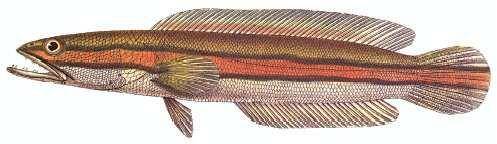 ilustrasi penampakan gigi ikan toman (eol.org/USGS)