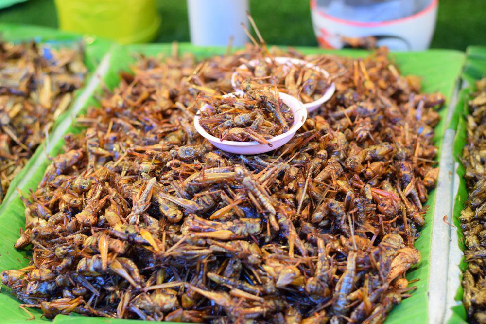 5 Fakta Serangga sebagai Sumber Makanan, Bisakah Menggantikan Daging?