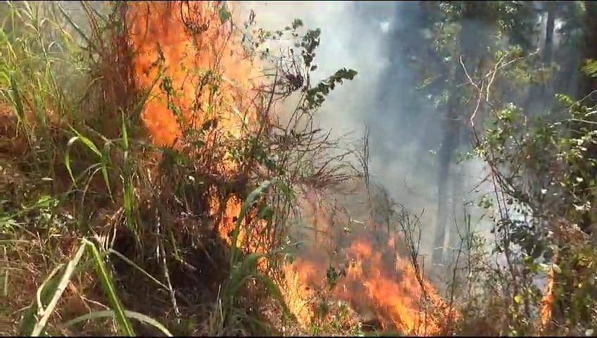 Perhutani Ngawi/ IDN Times/ Istimewa