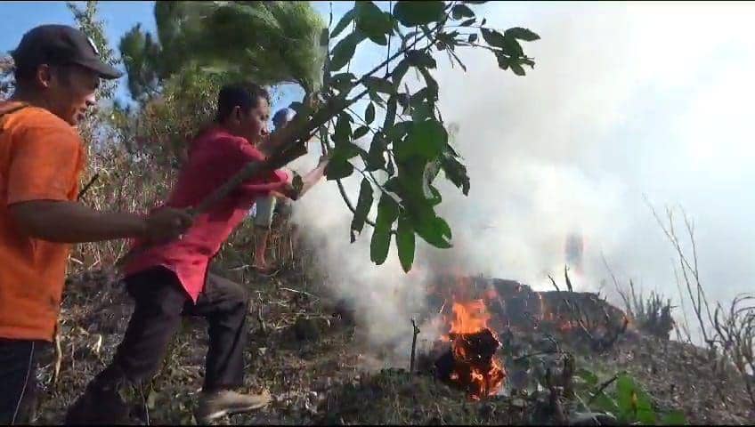 Perhutani Ngawi/ IDN Times/ Istimewa