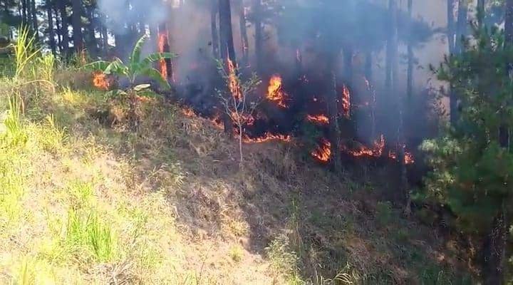 Dua Hektar Hutan Pinus di Gunung Warak Sine Ngawi Terbakar