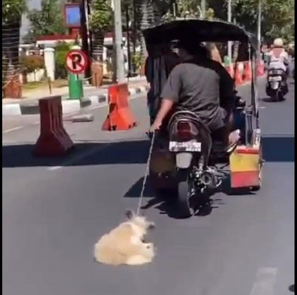 Kasus Kekerasan Anjing di Makassar Berlanjut di Polisi