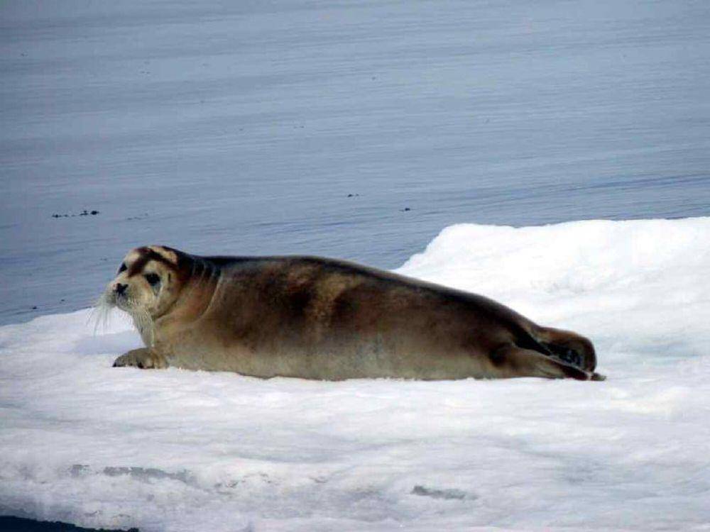 Anjing laut berjanggut (commons.m.wikimedia.org/Alastair Rae)