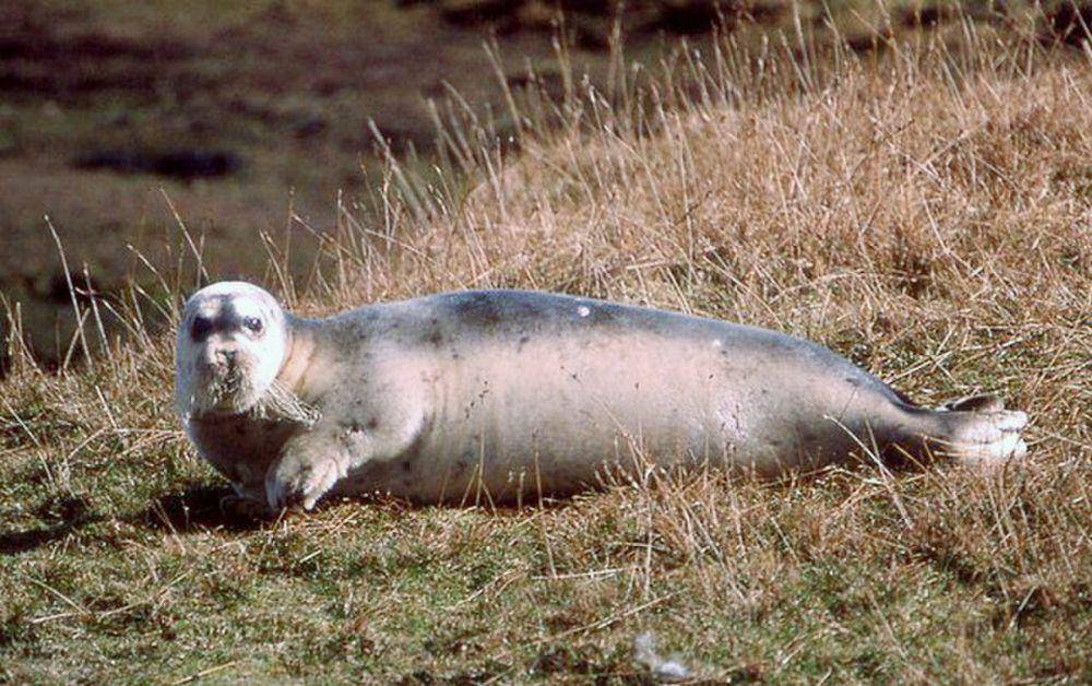 Anjing laut berjanggut (commons.m.wikimedia.org/Mike Pennington)
