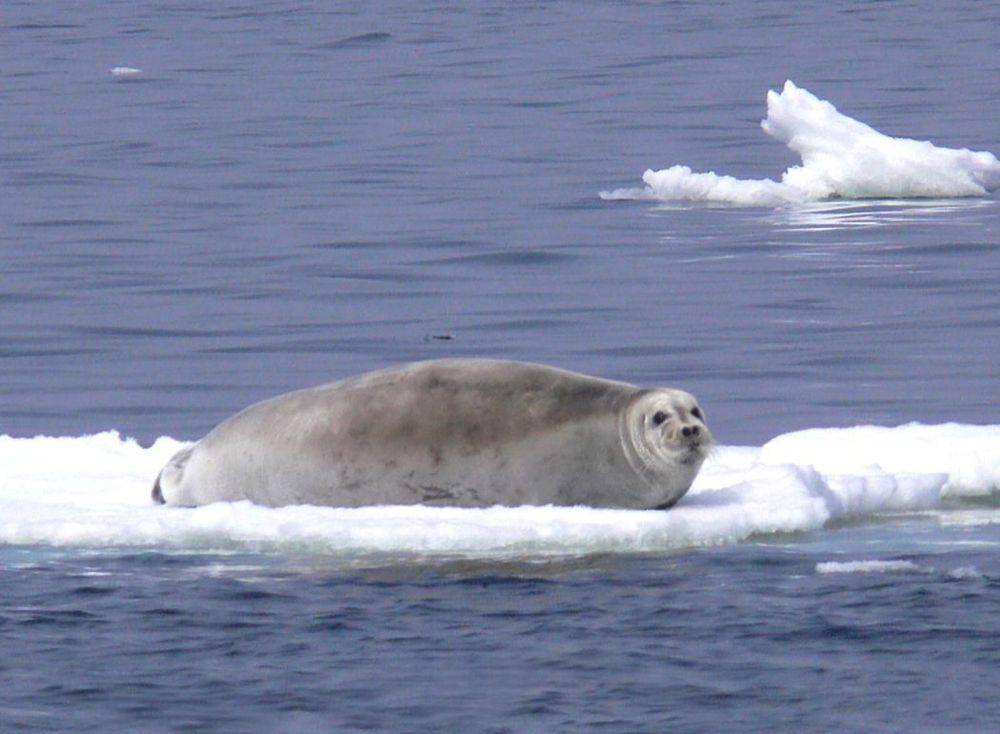 Anjing laut berjanggut (commons.m.wikimedia.org/Liz labunski, U.S. Fish and Wildlife Service)