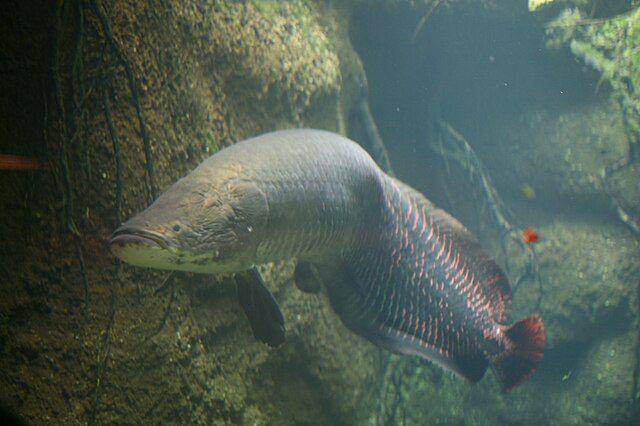 ilustrasi ikan arapaima (commons.wikimedia.org/Cliff)