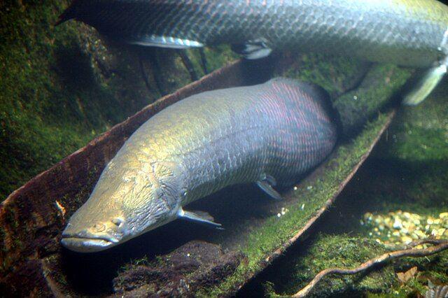 Apakah Ikan Arapaima Bisa Dimakan? Ini Faktanya