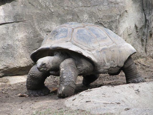 Apakah Kura-kura Termasuk Reptil atau Amfibi? Ini Penjelasannya!