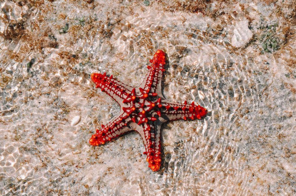 ilustrasi bintang laut (pexels.com/kadin-eksteen)