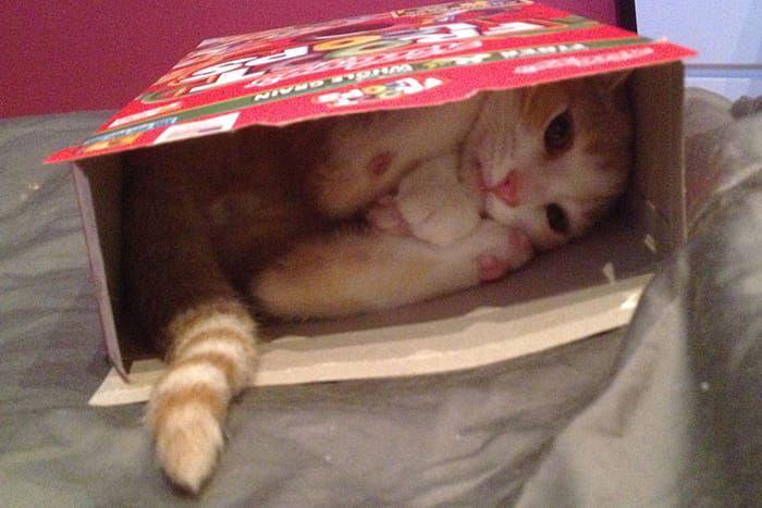 10 Potret Lucu Kucing Tersangkut pada Benda, Kasihan Sekaligus Gemas