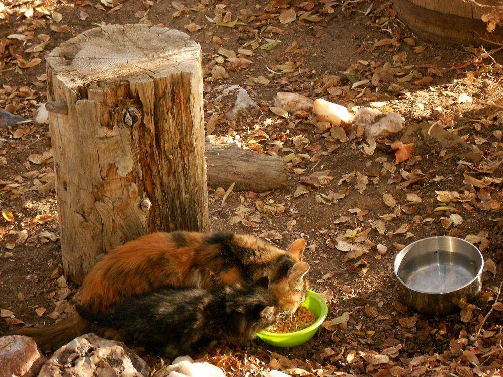 ilustrasi memberi makan kucing liar (wikimedia.org/INeverCry)