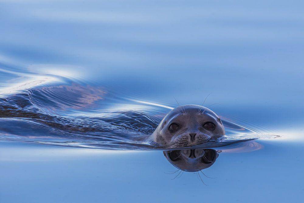 Anjing laut bercincin (commons.m.wikimedia.org/Кирилл Уютнов)