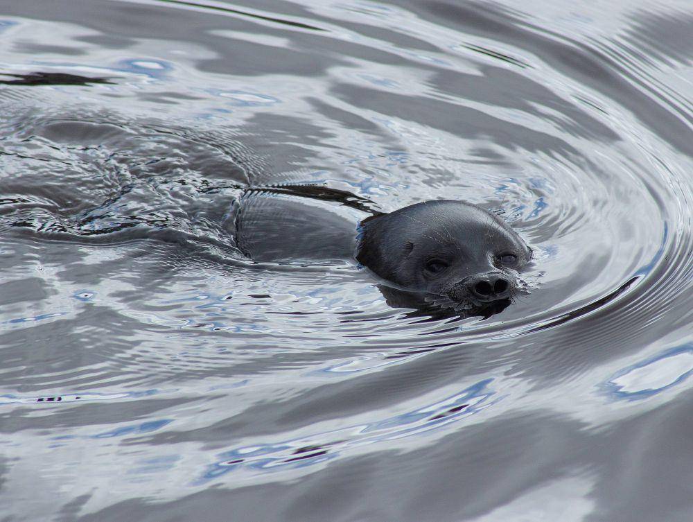 Anjing laut bercincin (commons.m.wikimedia.org/Estormiz)