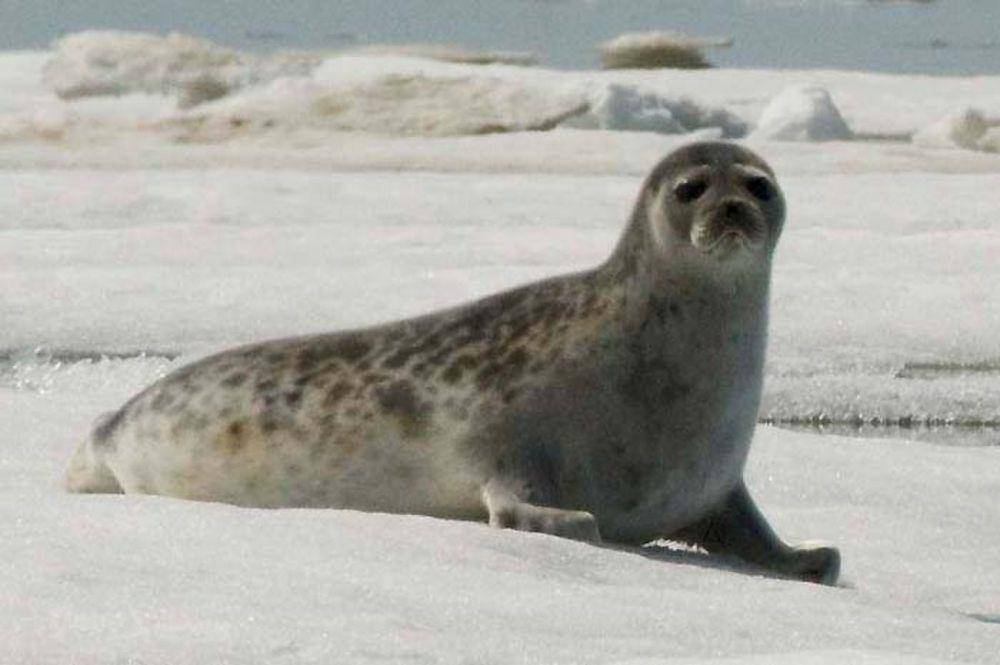 Anjing laut bercincin (commons.m.wikimedia.org/NOAA Seal Survey)