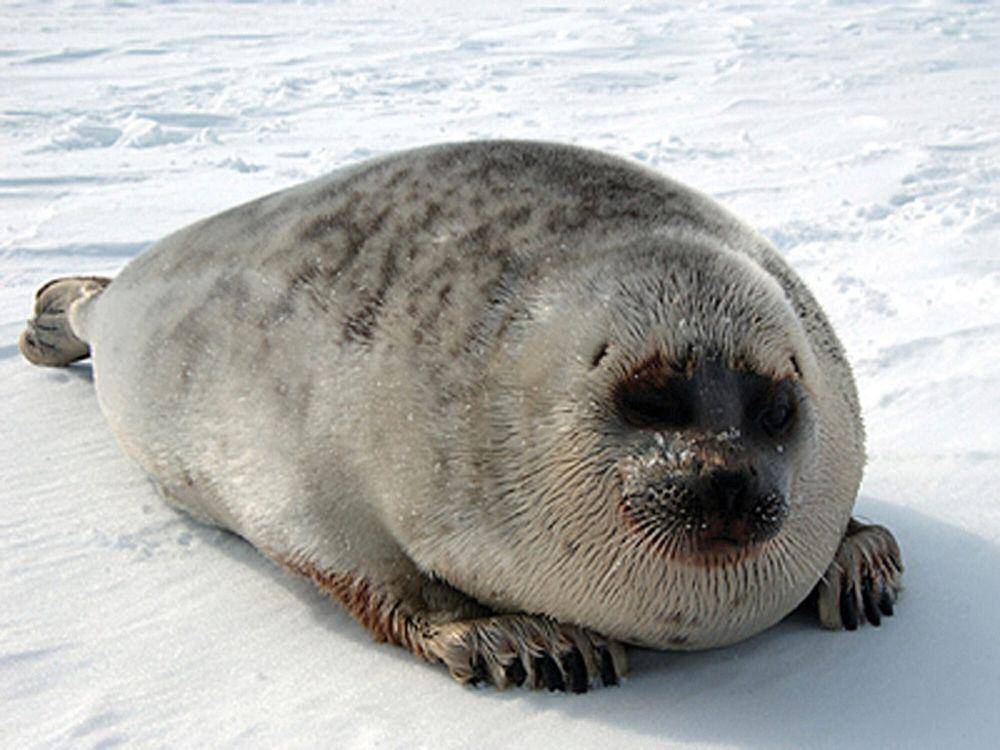 Anjing laut bercincin (commons.m.wikimedia.org/NOAA Fisheries)