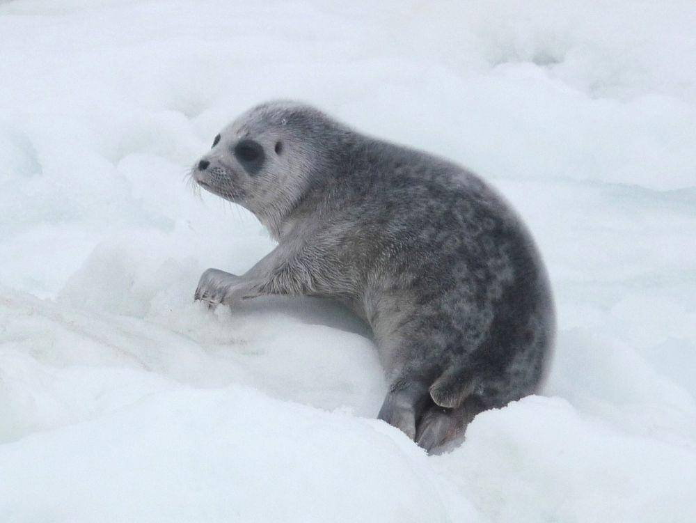 Anjing laut bercincin (commons.m.wikimedia.org/Shawn Dahle, NOAA)