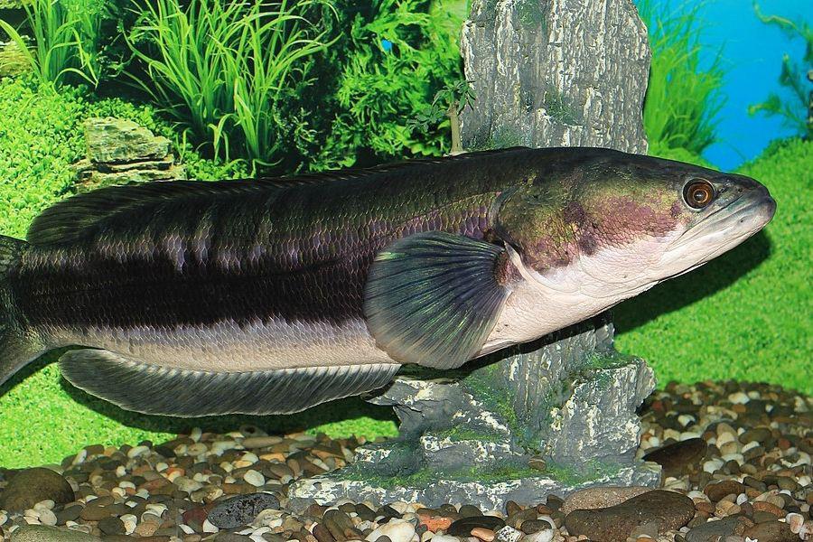 5 Fakta Ikan Toman, Predator Air Tawar yang Agresif