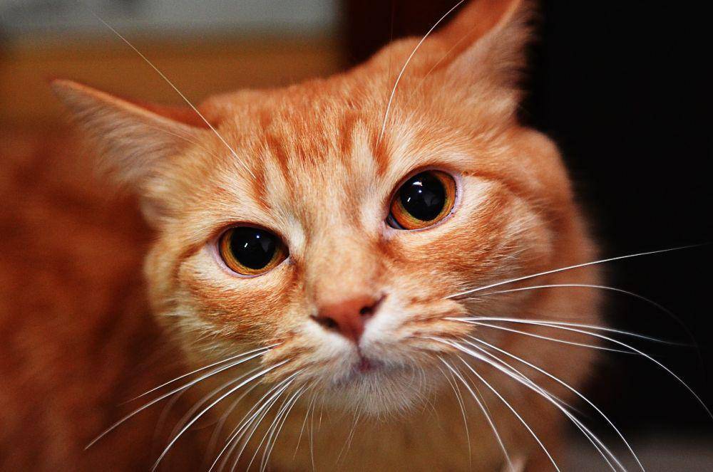 ilustrasi kucing oranye (pixabay.com/adamcreatives)