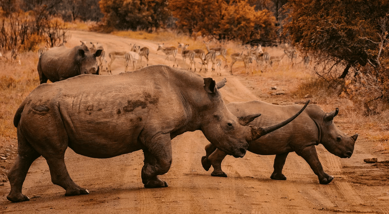 [QUIZ] Dari Jenis Migrasi Hewan Favoritmu, Ini Caramu Tentukan Arah Hidup