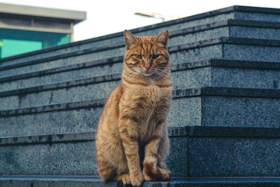 ilustrasi kucing oren (pexels.com/Taha Yasir Yöney)