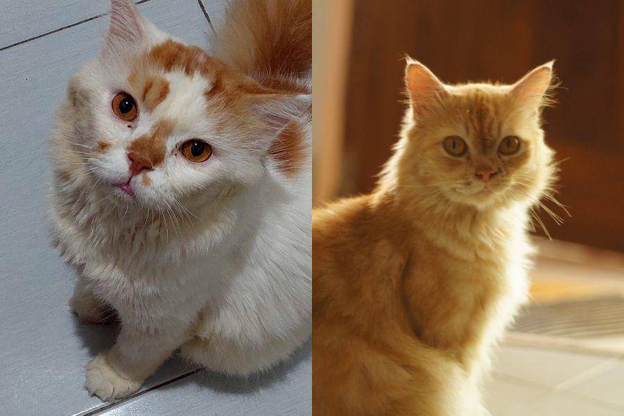 ilustrasi kucing oren (IDN Times/Lea Lyliana)