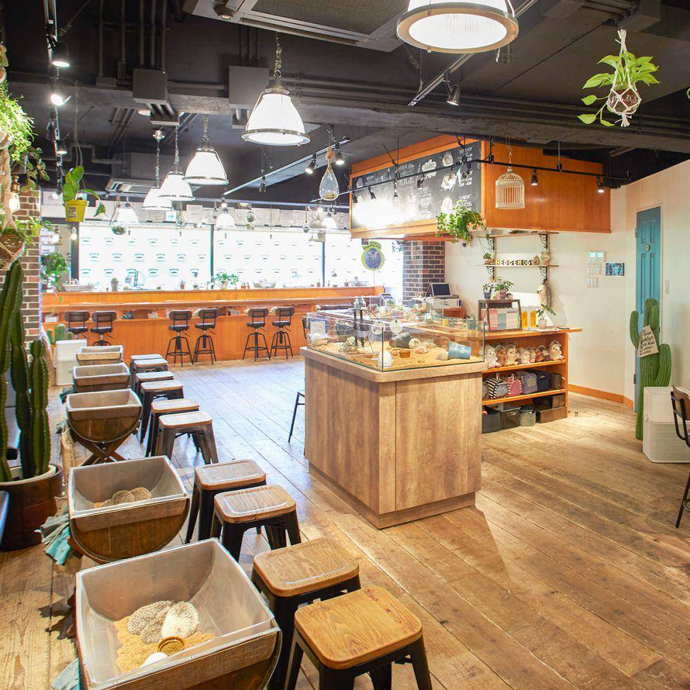 HARRY Hedgehog Cafe (harinezumi-cafe.com)