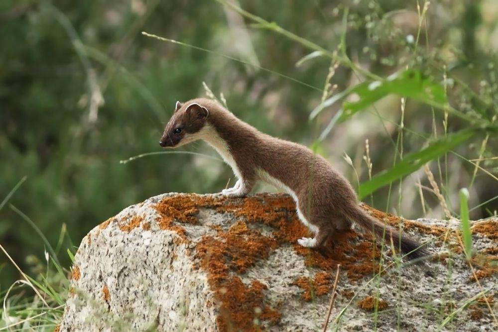 Cerpelai (commons.m.wikimedia.org/Soumyajit nandy)