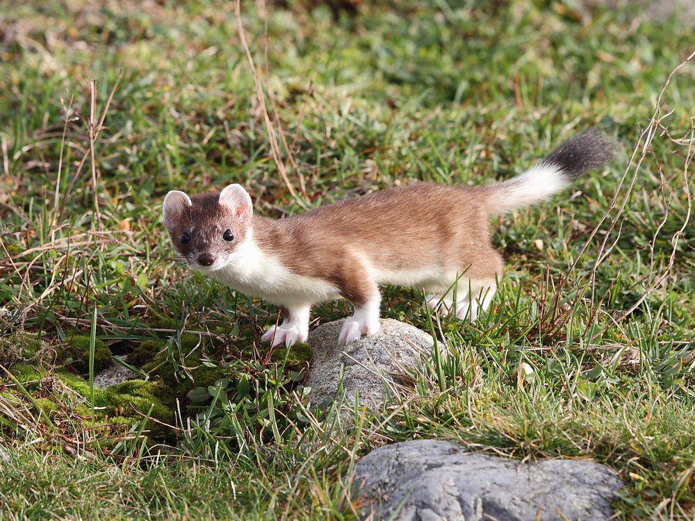 Cerpelai (commons.m.wikimedia.org/Marton Berntsen)