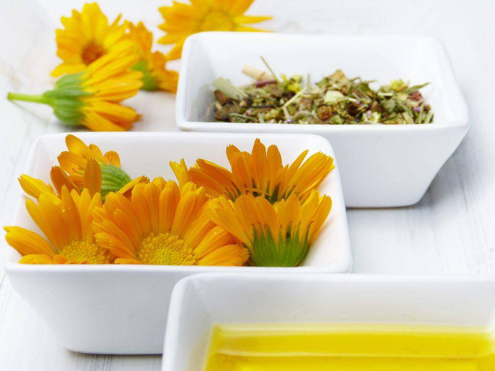 ilustrasi bunga marigold (pixabay.com/silviarita)