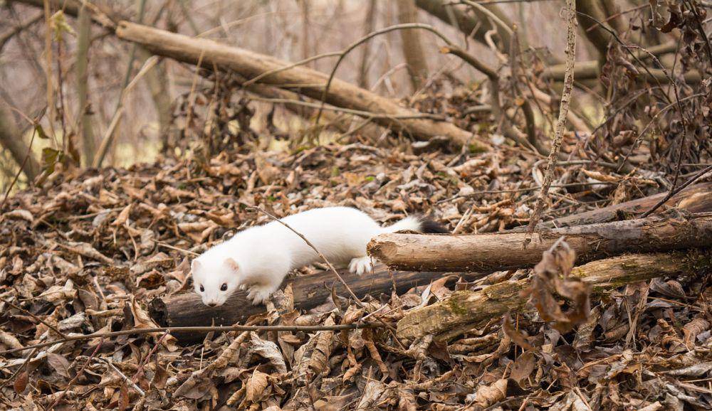 Ermine atau cerpelai (pixabay.com/Alexander Ratov)