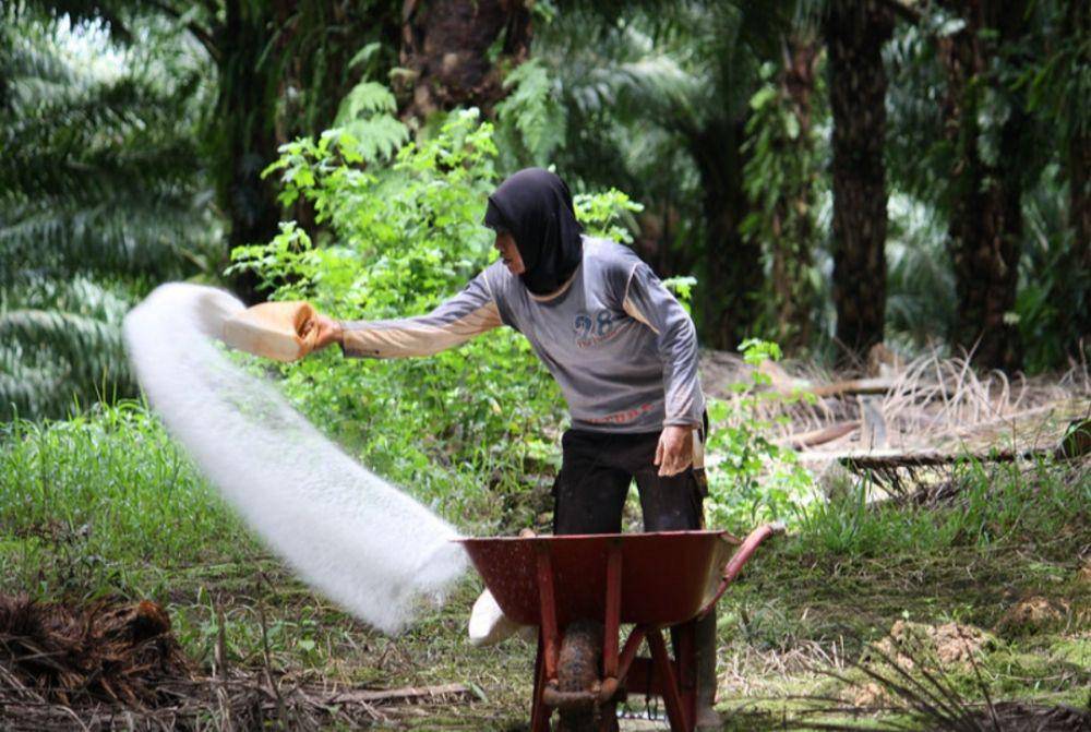 ilustrasi menebarkan pupuk (flickr.com/Agus Andrianto, CIFOR)