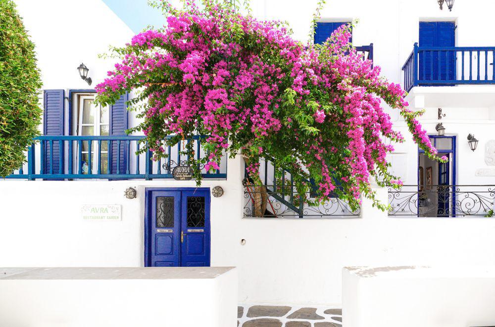 9 Penataan Bougenville Jadi Dekorasi Eksterior Cantik ala Santorini