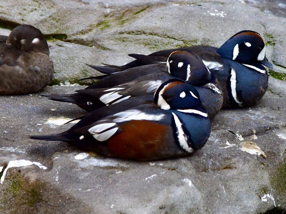 Bebek harlequin (commons.m.wikimedia.org/Nasser Halaweh)