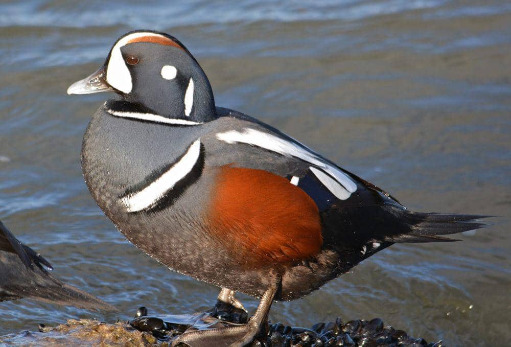 Bebek harlequin (commons.m.wikimedia.org/peggycadigan)