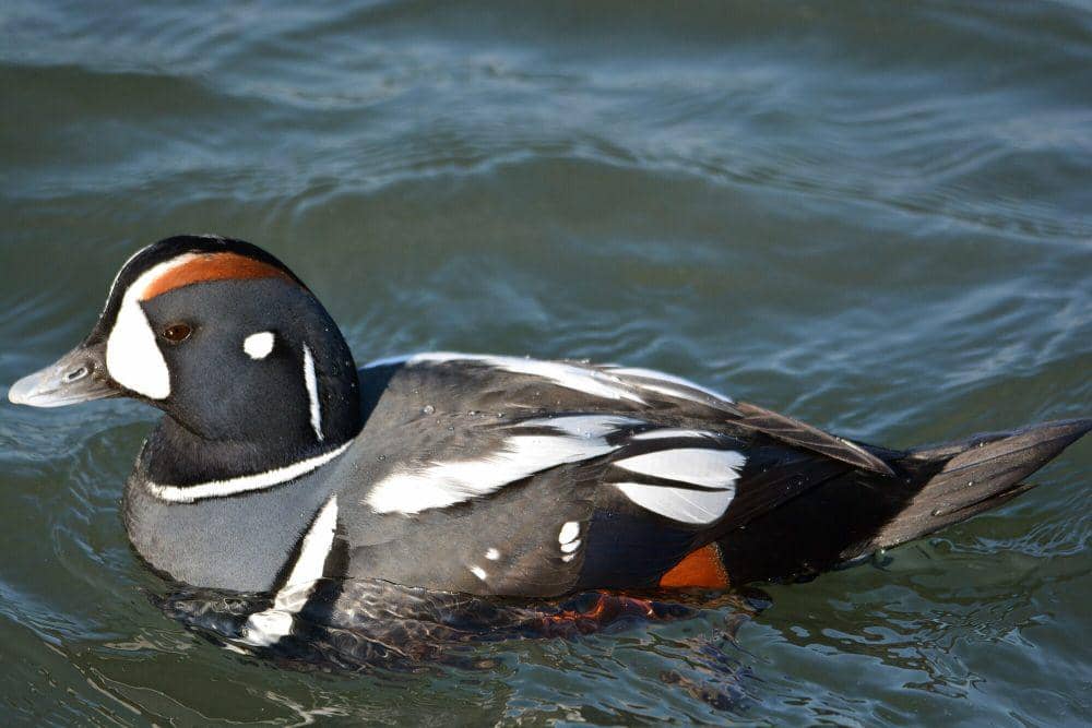 Bebek harlequin (commons.m.wikimedia.org/peggycadigan)