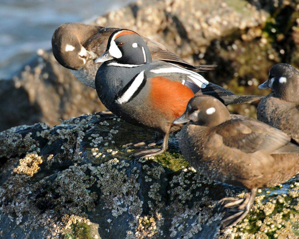 6 Fakta Menarik Bebek Harlequin, Namanya Sangat Unik!